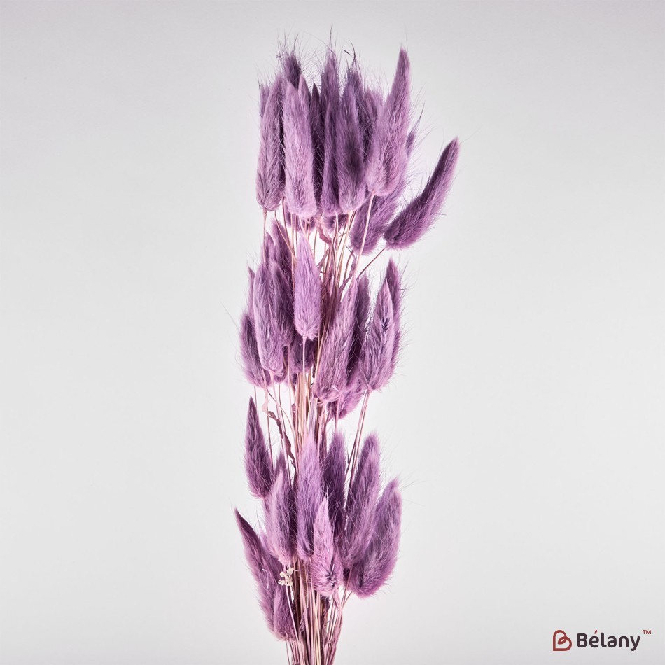 Dried lagurus flowers, lilac, 40 grams