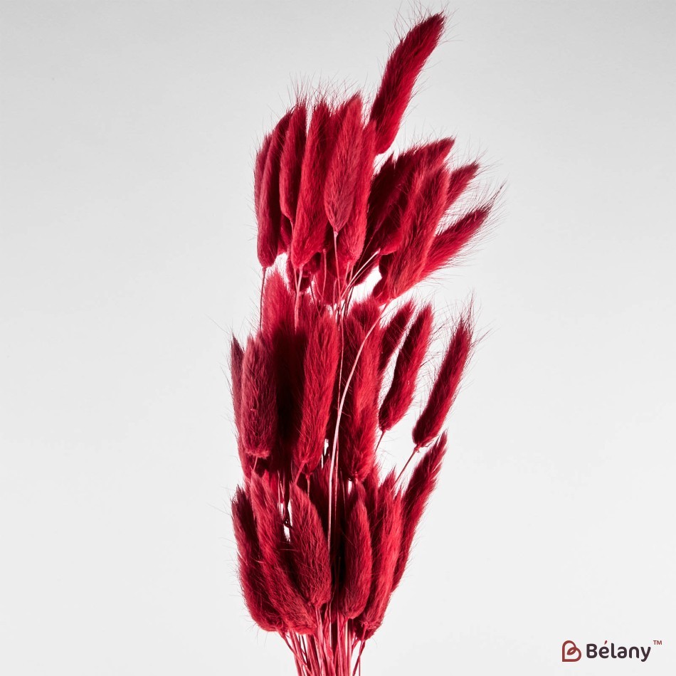 Dried lagurus flowers, red, 40 grams