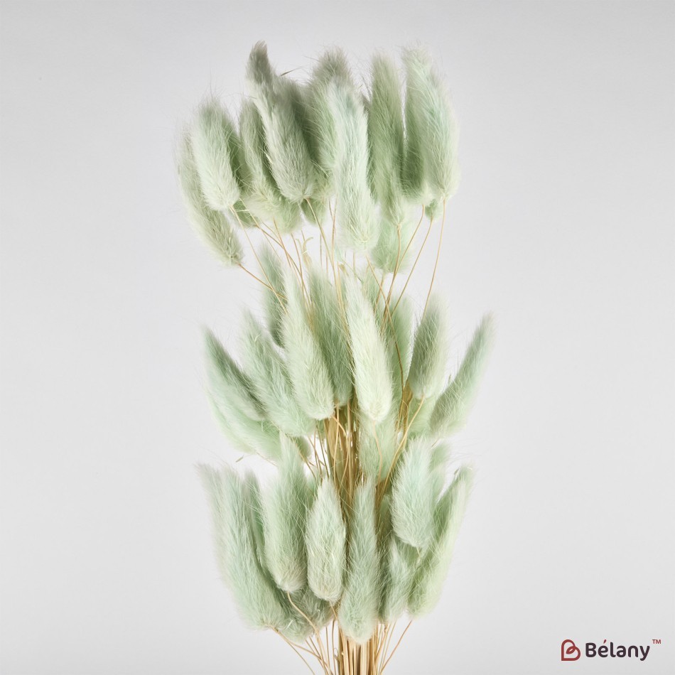 Flori uscate de lagurus, verde, 40 grame