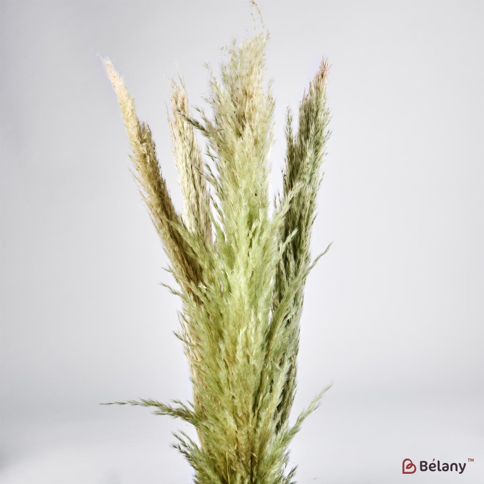 Flori uscate iarba pampas, #20 , 200 grame