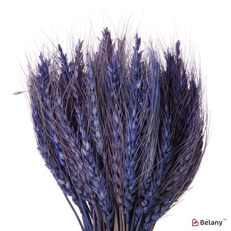 Flori uscate, spice albastru de grâu 120 grame