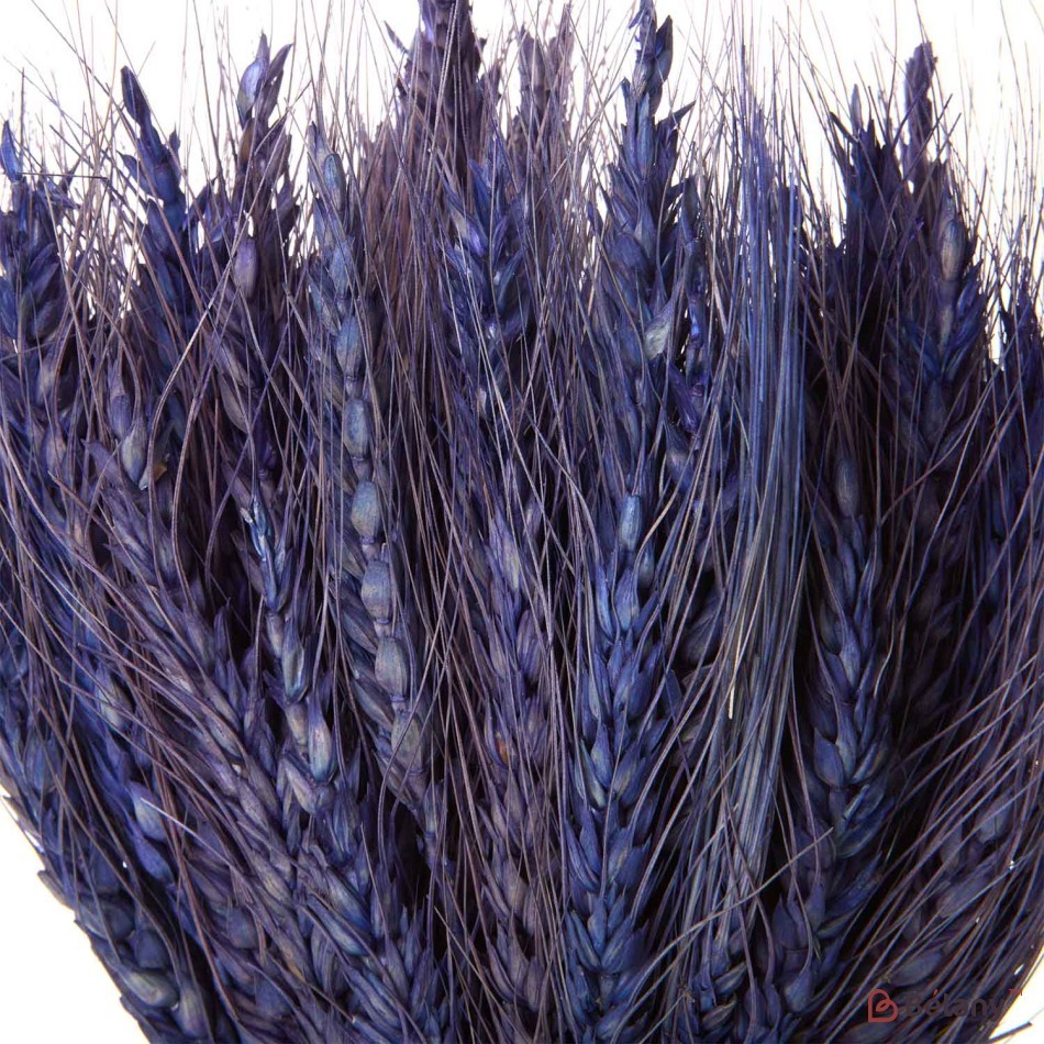 Flori uscate, spice albastru de grâu 120 grame | 2