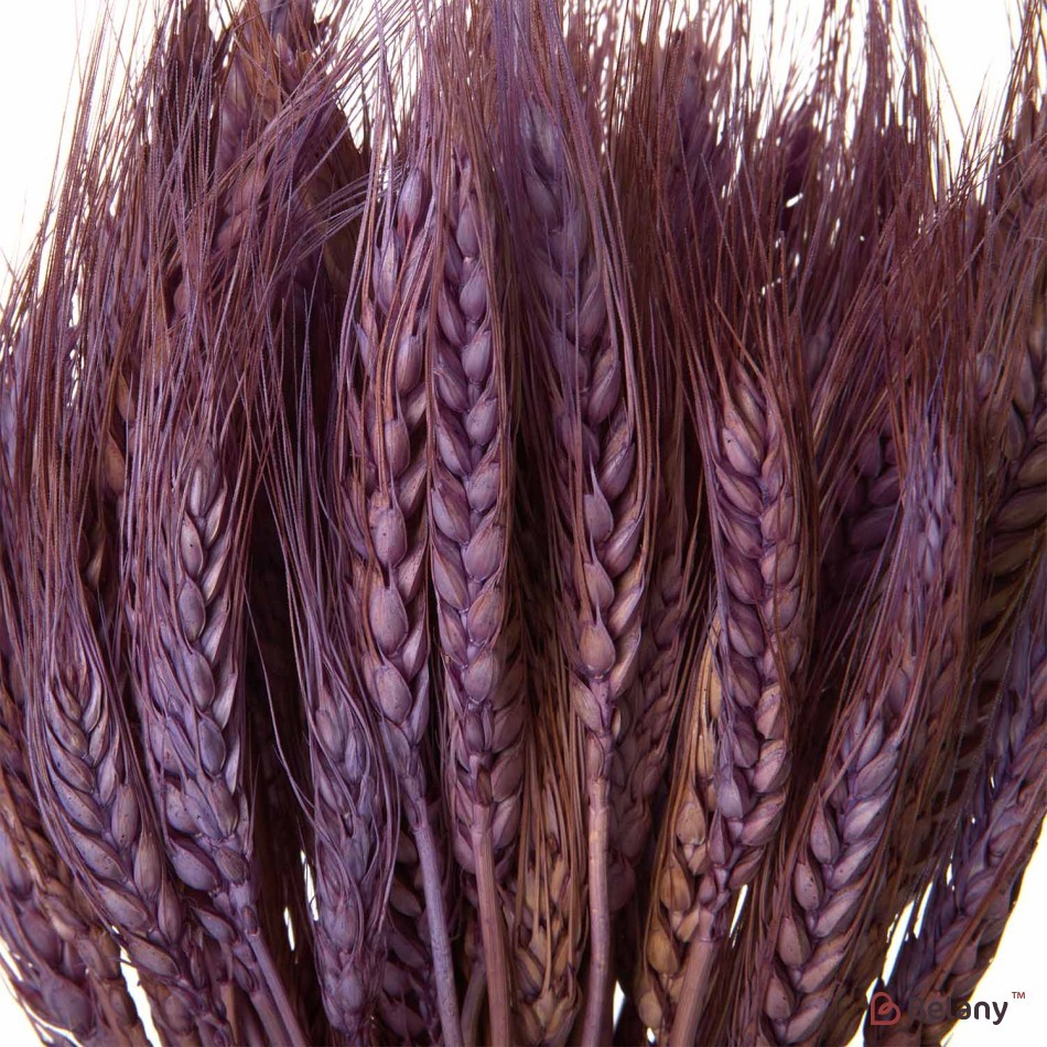 Flori uscate, spice lilac de grâu 120 grame | 2