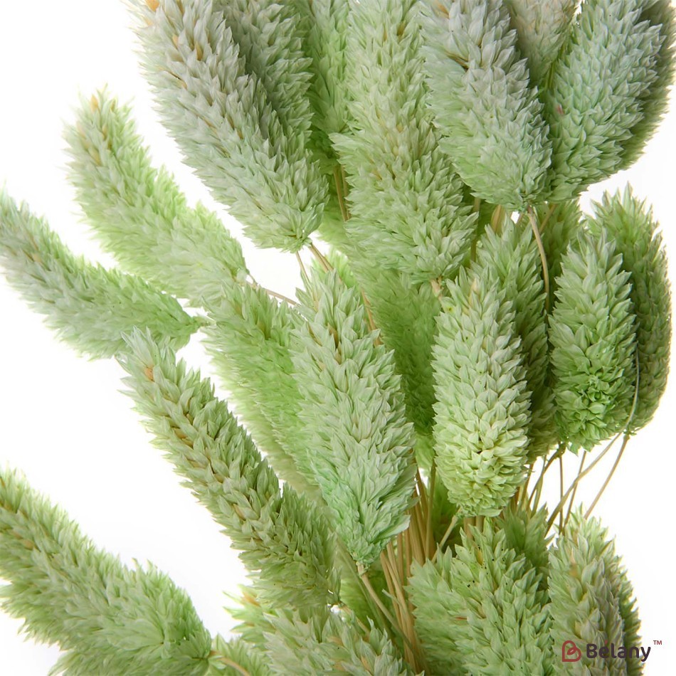 Flori uscate de falaris, Verde deschis, 65 grame | 2