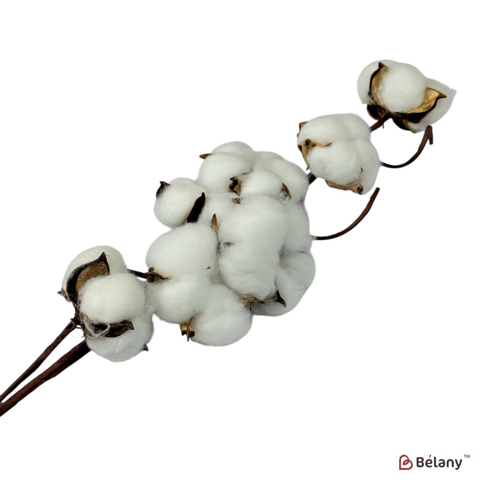 Ramură artificială de bumbac, 7 capsule, 65 cm | 2