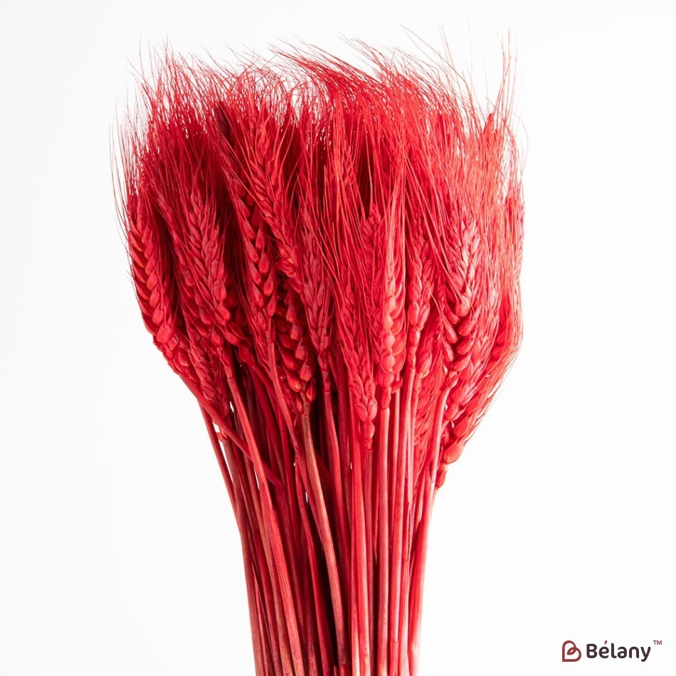 Dried flowers, red ears of wheat 120 grams.