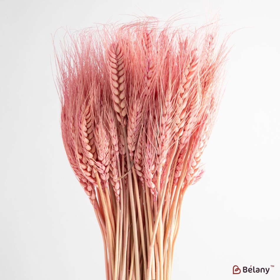 Dried flowers, pink ears of wheat 120 grams