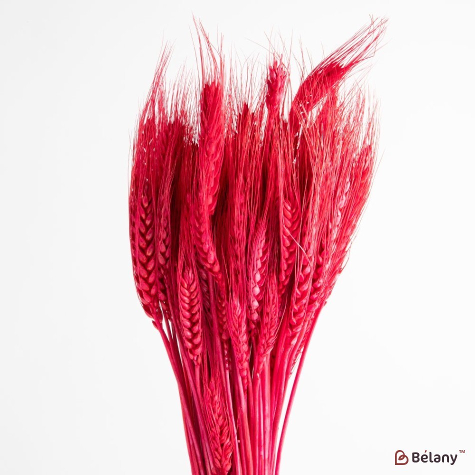 Dried flowers, fuchsia wheat ears 120 grams