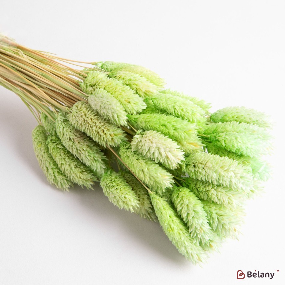 Dried falaris flowers, green, 65 grams