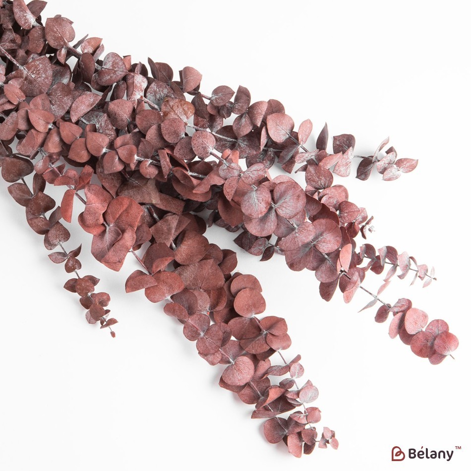 Dried flower, red Eucalyptus 115 grams