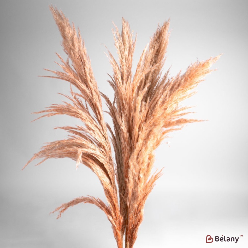 Dried flowers pampas grass, #04, 200 grams