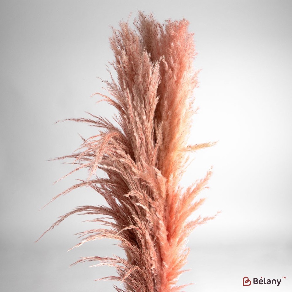 Dried flowers pampas grass, #02, 200 grams
