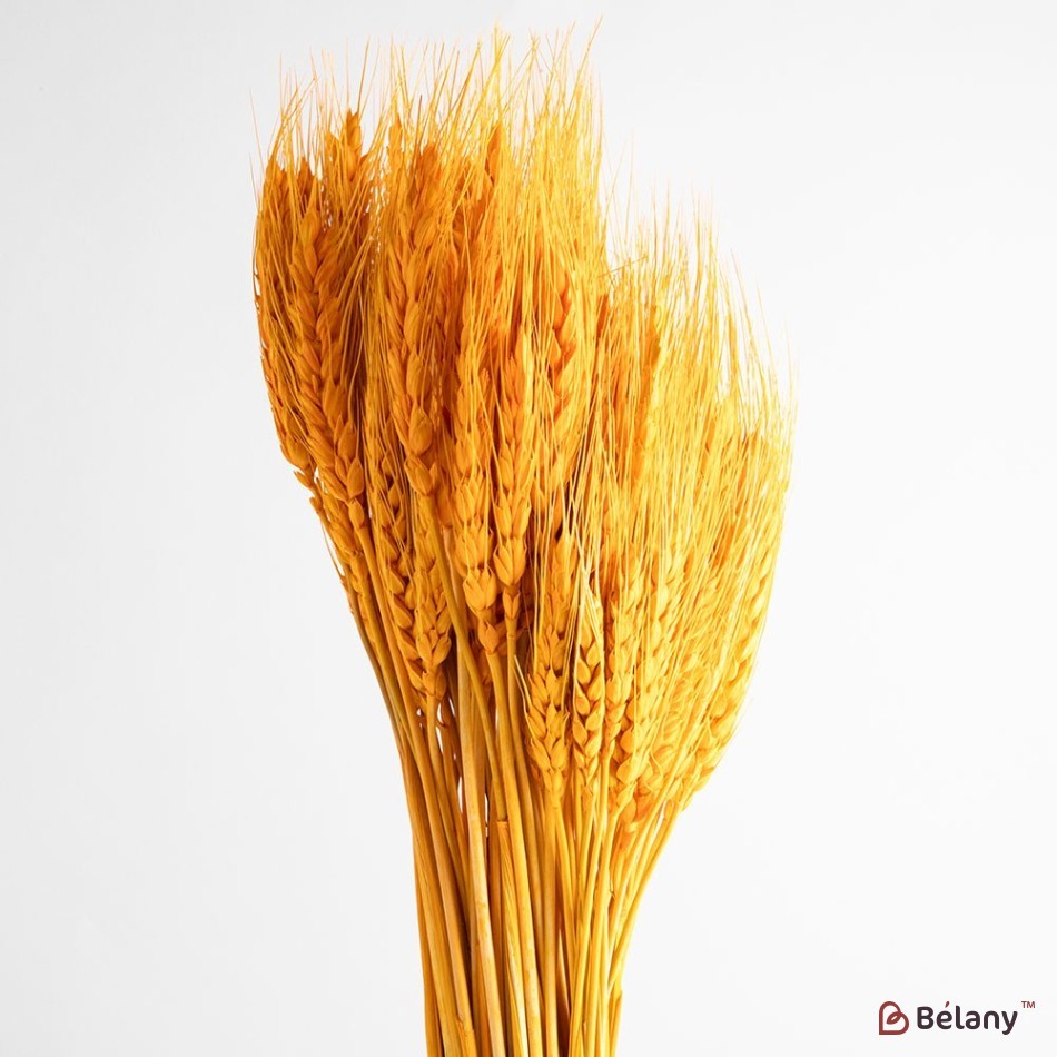 Flori uscate, spice portocale de grâu 120 grame