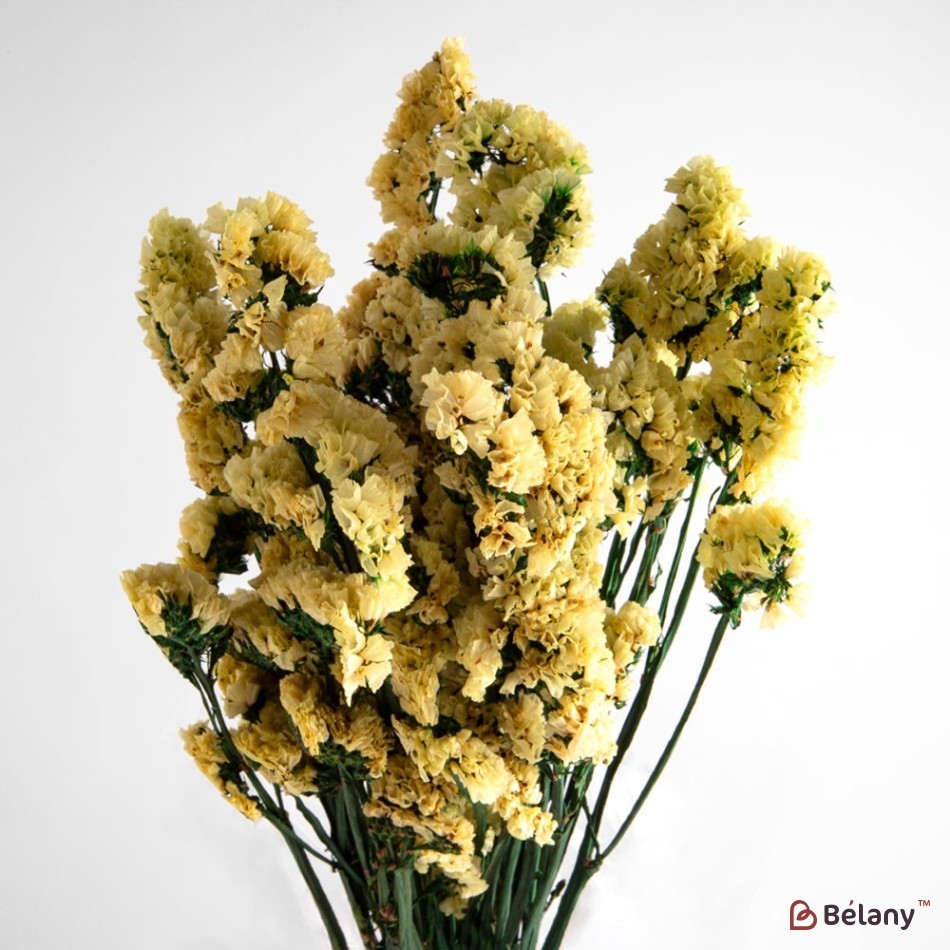Static dried flowers, Kermek, yellow, 135 grams