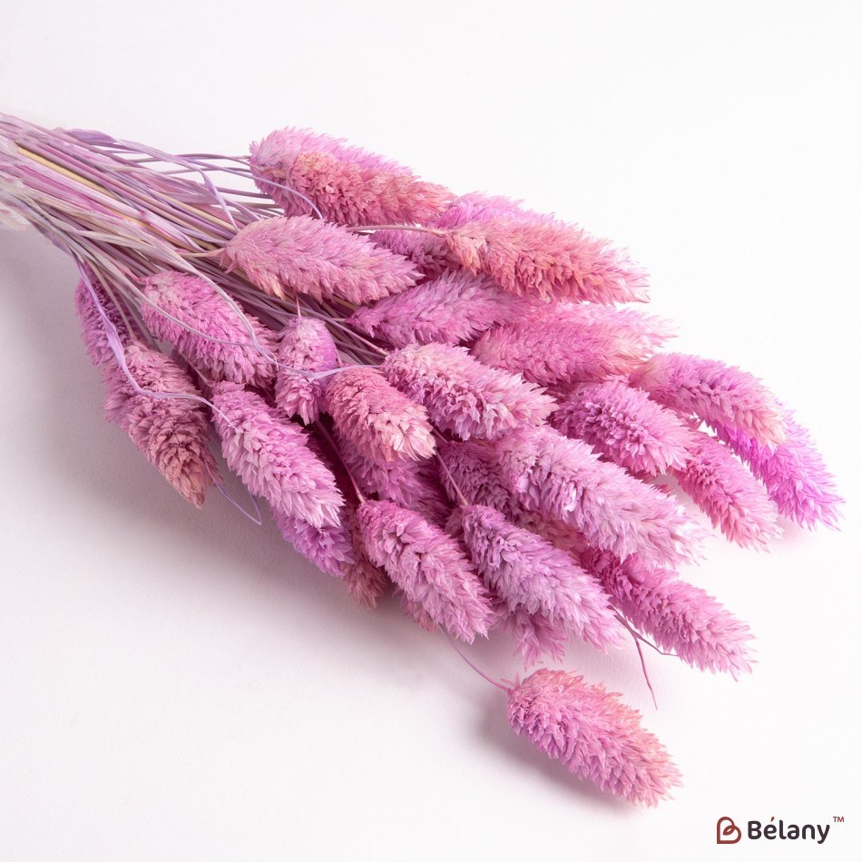 Dried flowers of phalaris, lilac, 65 grams