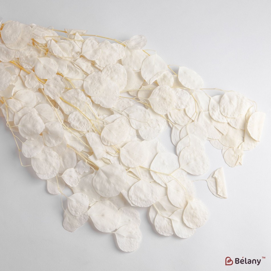 Dried Lunaria flowers, white, 90 grams