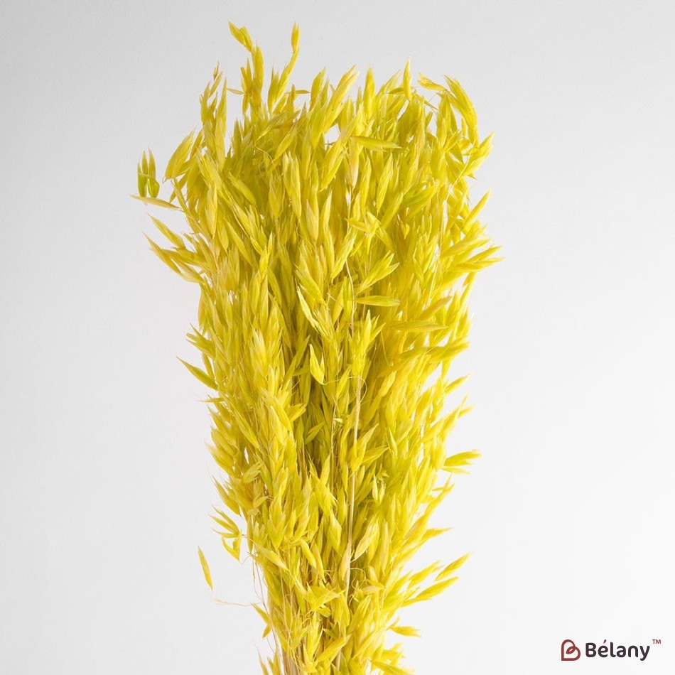 Dried oat flowers, yellow, 60 grams