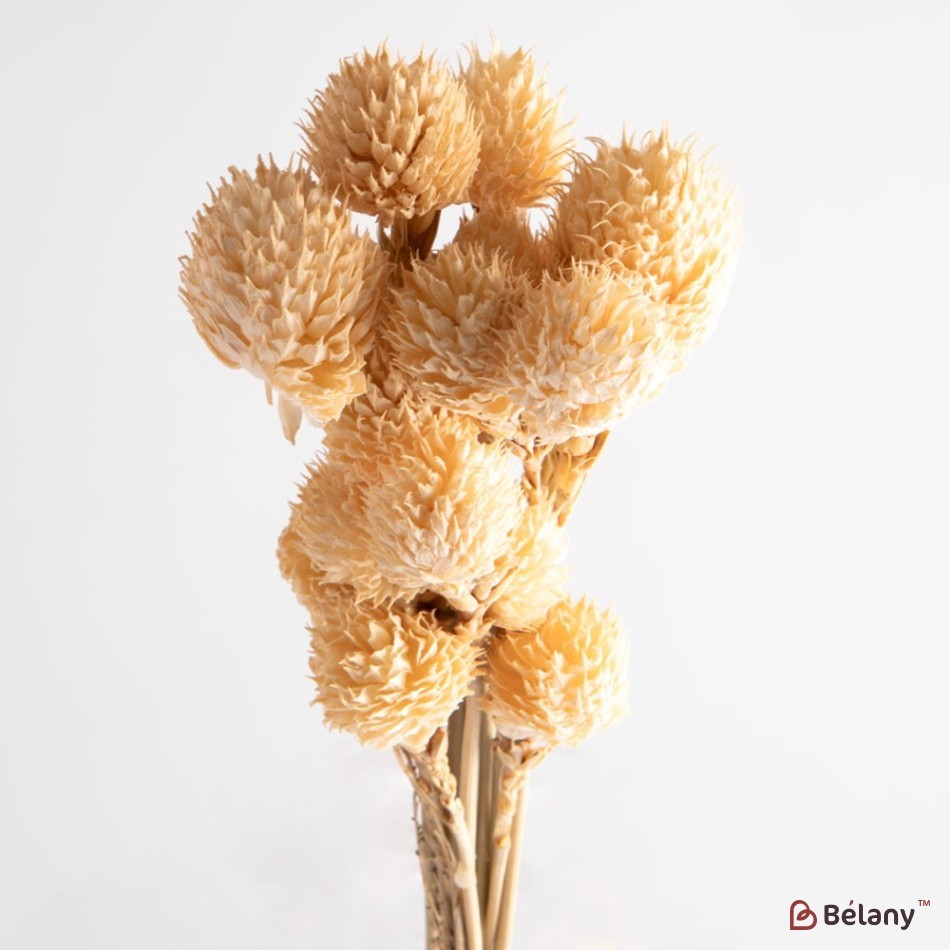 Flori uscate gomphrena, bej, 25 grame