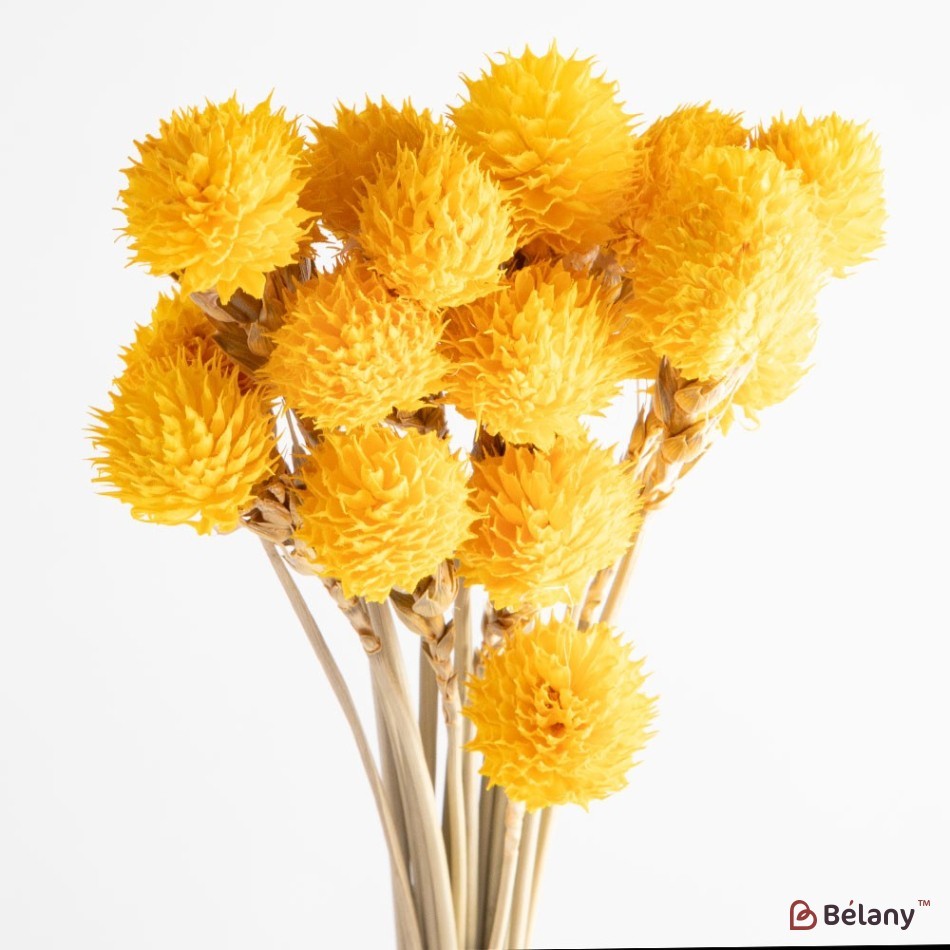 Flori uscate gomphrena, galbene, 25 grame