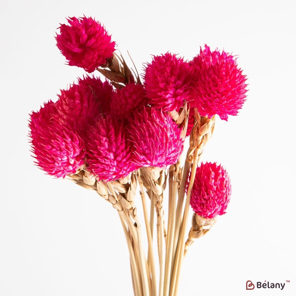 Flori uscate de gomphrena, zmeură, 25 grame