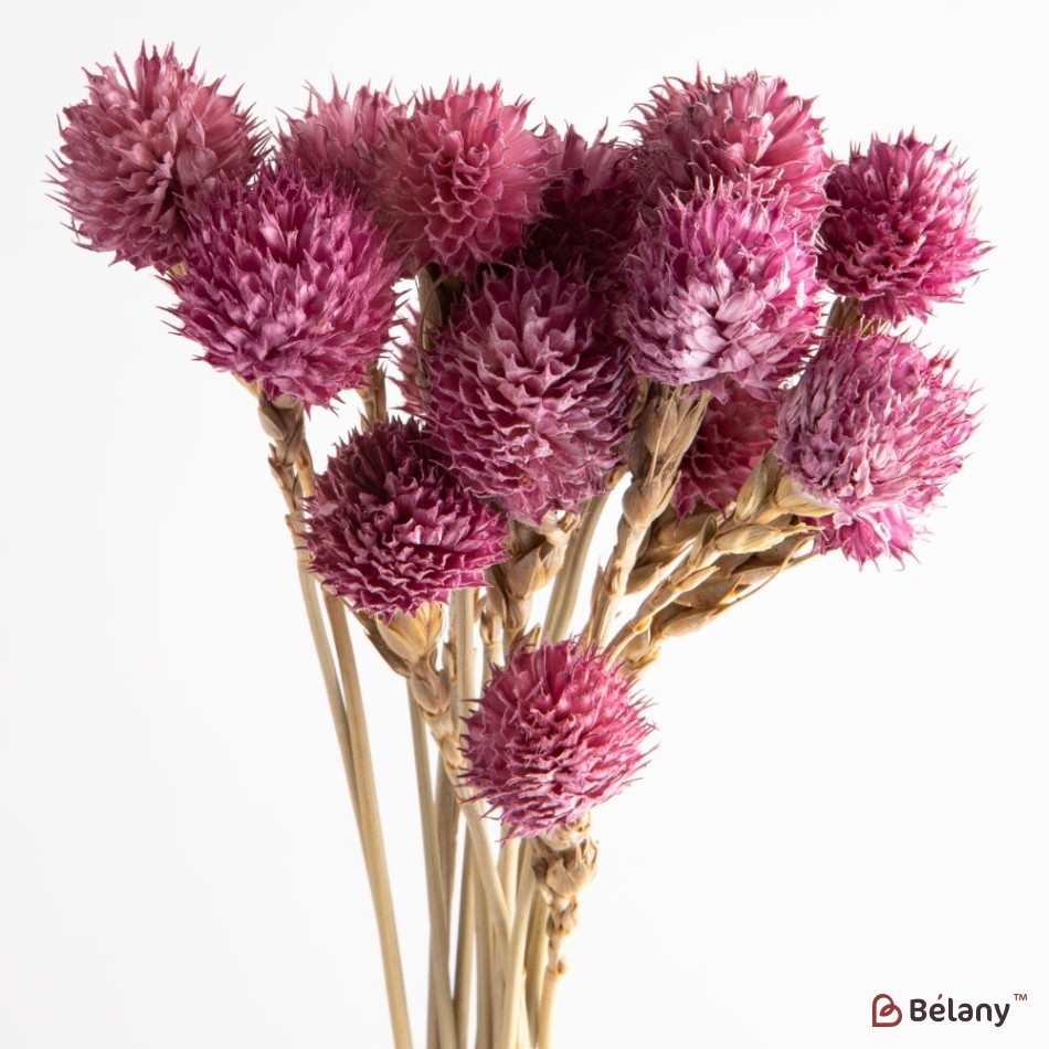 Flori uscate gomphrena, liliac, 25 grame