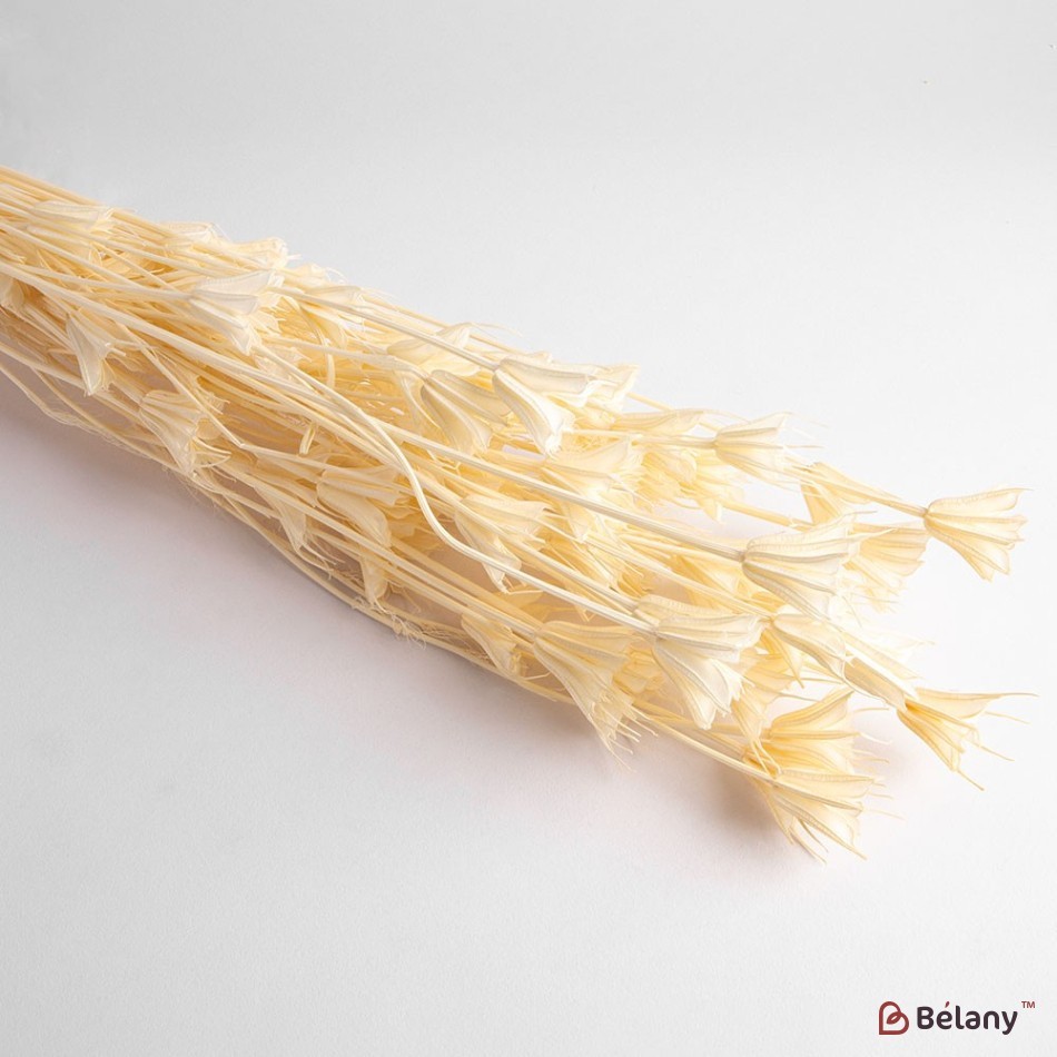 Flori uscate Nigella, albe, 65 grame