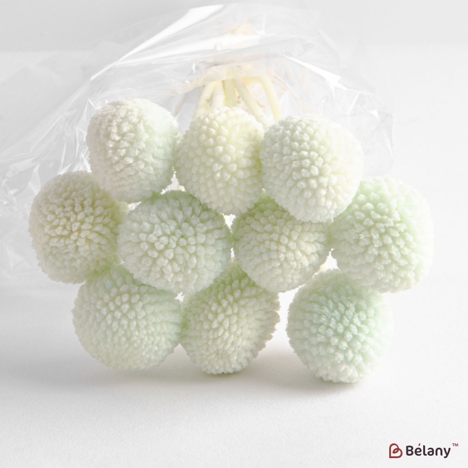 Flori uscate de Craspedia, verzi, 10 capete, 65 grame