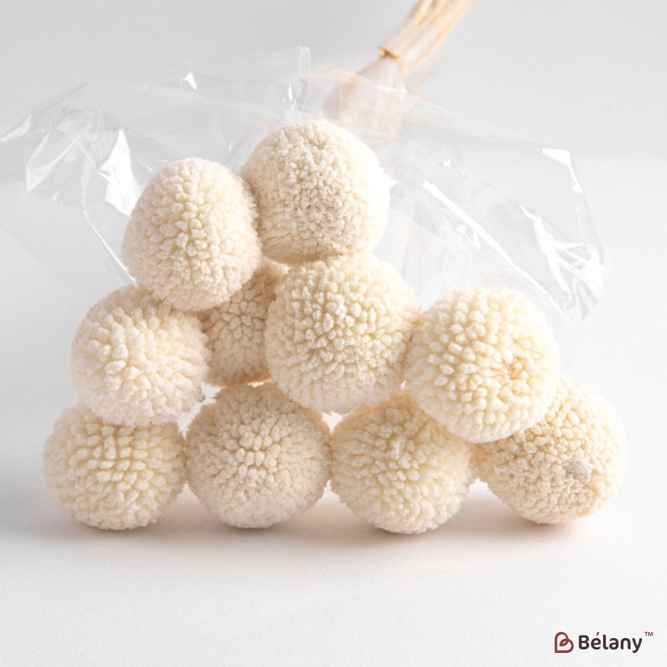 Dried flowers craspedia, beige, 10 heads, 65 grams