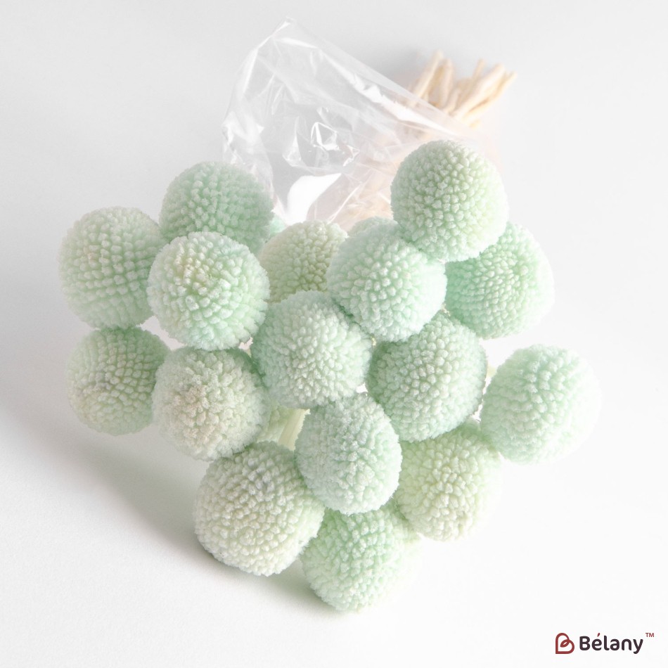 Dried flowers craspedia, green, 20 heads, 55 grams