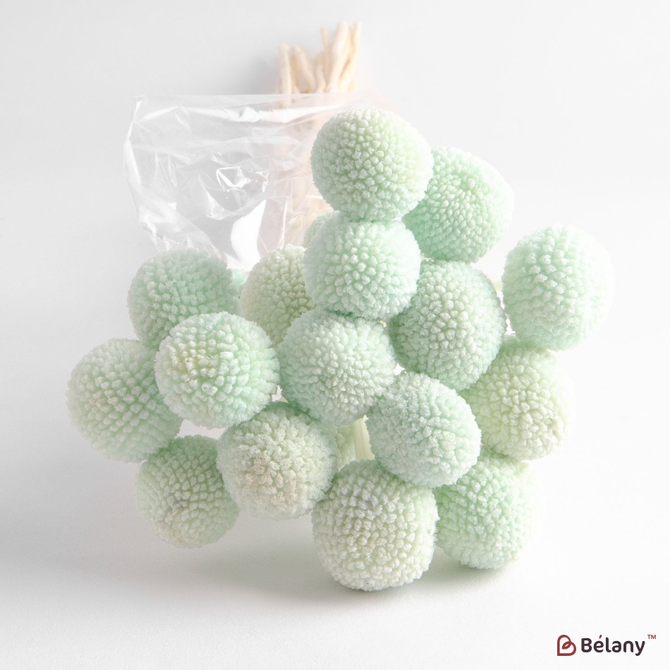 Dried flowers craspedia, green, 20 heads, 55 grams | 2