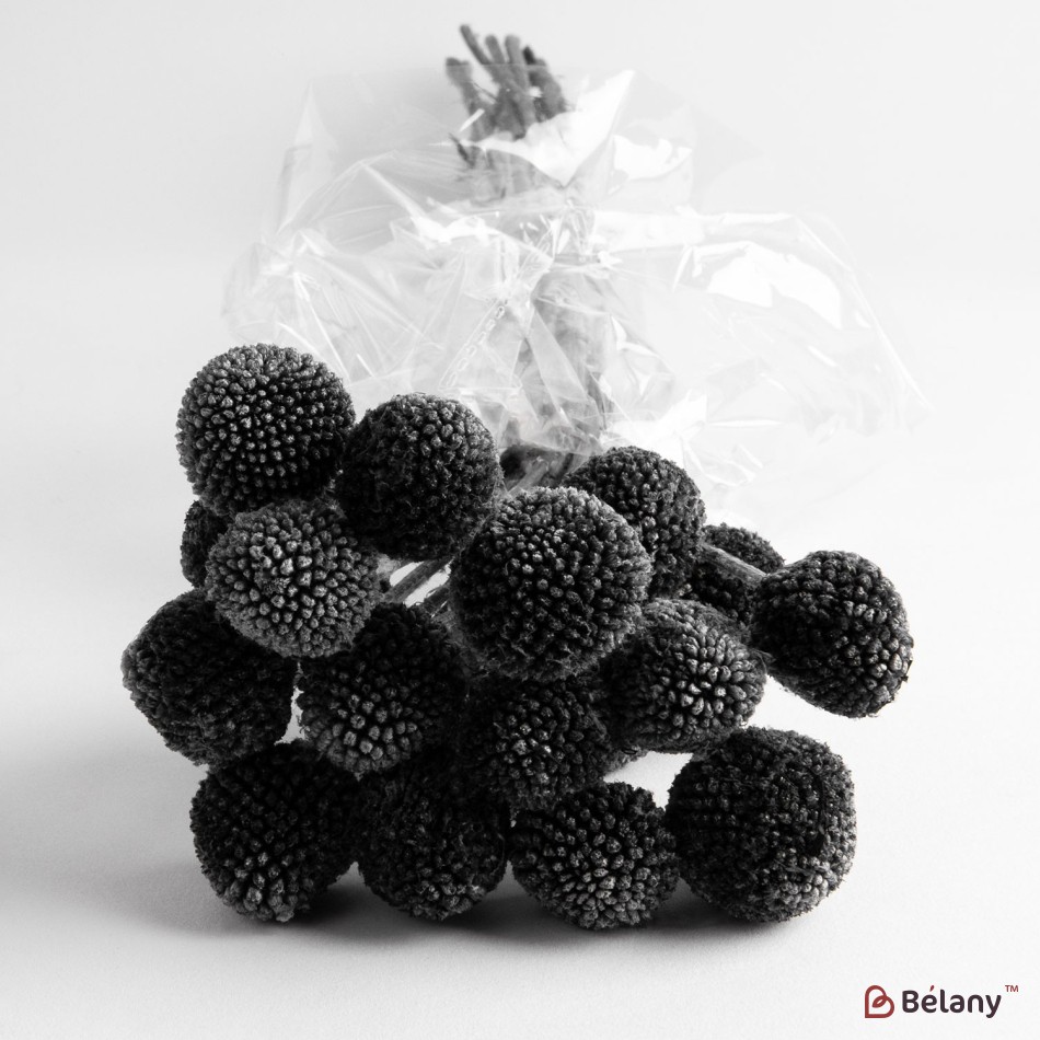 Flori uscate de Craspedia, negre, 20 capete, 55 grame | 2