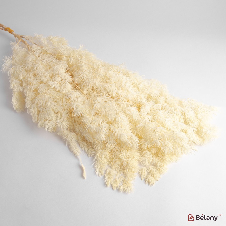Flori uscate de sparanghel, bej, 65 grame