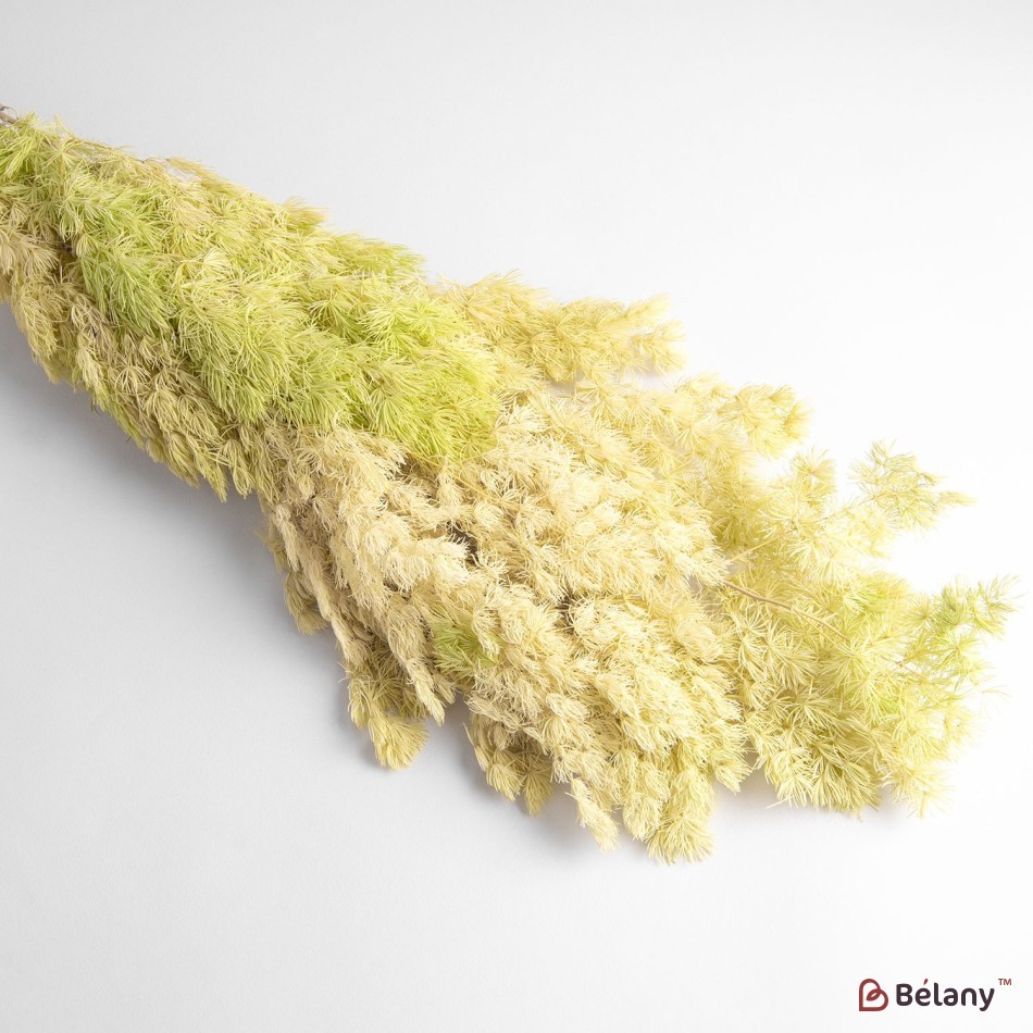 Dried asparagus flowers, yellow, 65 grams