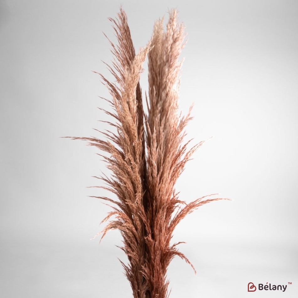 Dried flowers pampas grass, #05, 200 grams