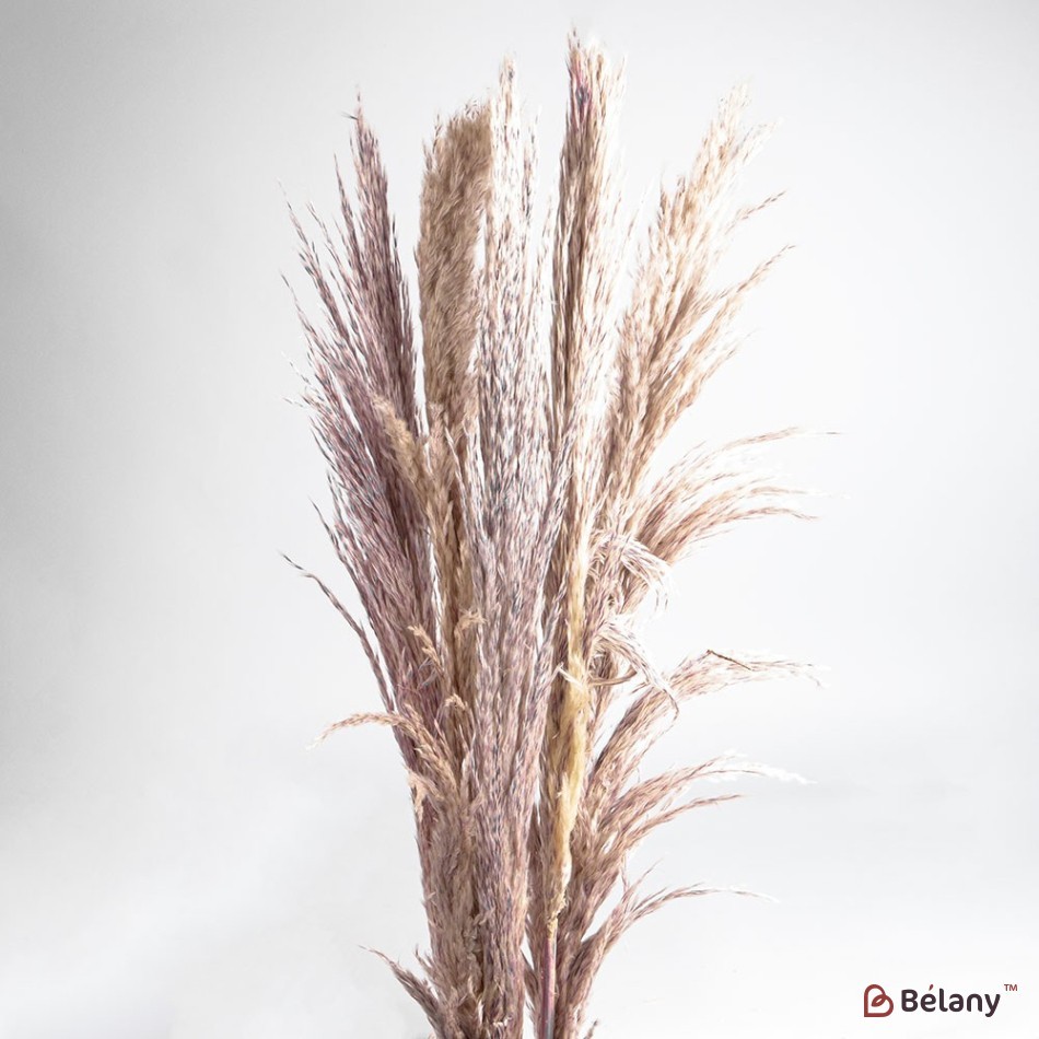 Dried flowers pampas grass, #06, 200 grams