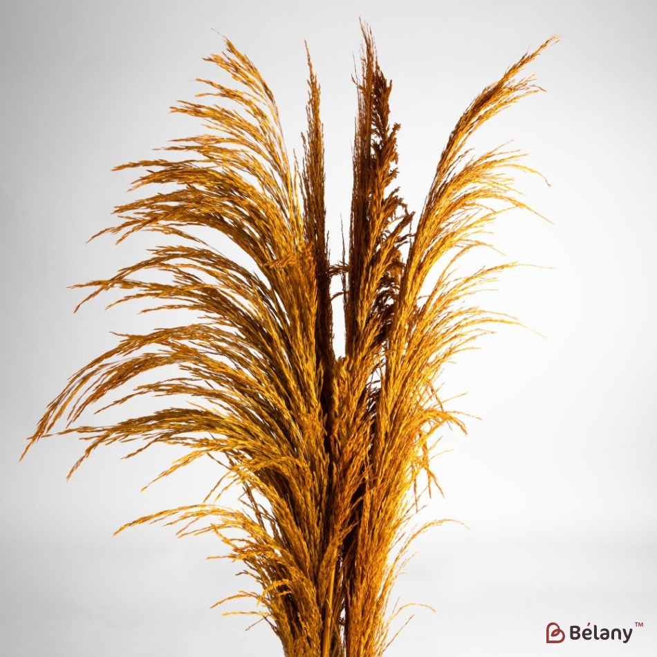 Dried flowers pampas grass, #07, 200 grams