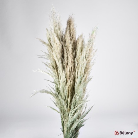 Flori uscate iarba pampas, #10 , 200 grame