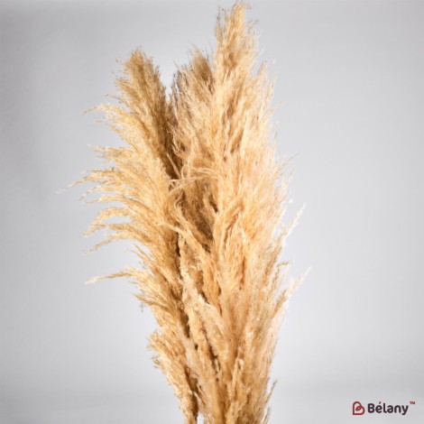 Flori uscate iarba pampas, #21 , 200 grame