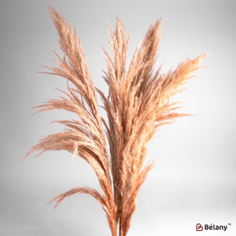 Flori uscate iarba pampas, #04 , 200 grame