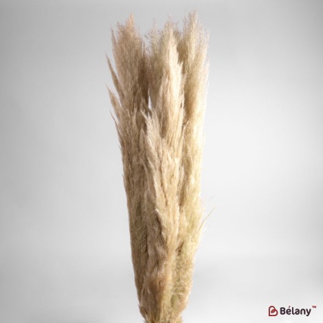 Flori uscate iarba pampas, #03, 200 grame