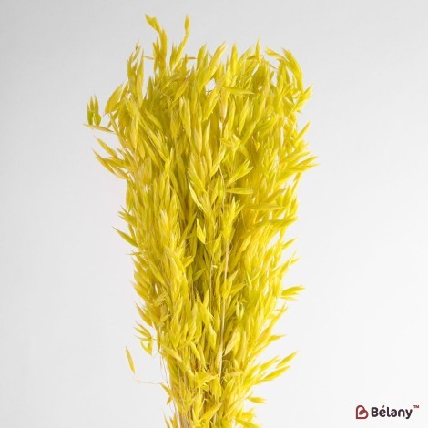 Dried oat flowers, yellow, 60 grams