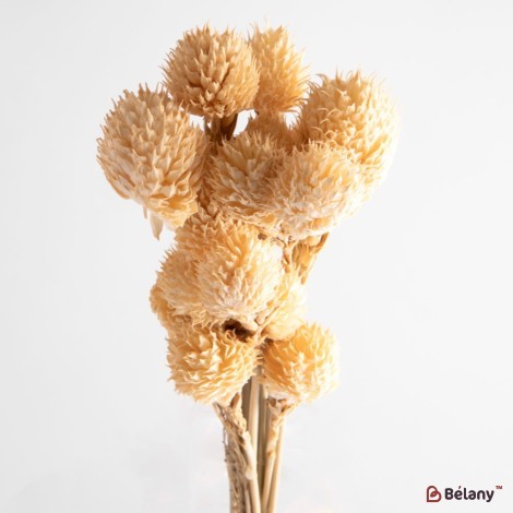 Dried Gomphrena flowers, beige, 25 grams