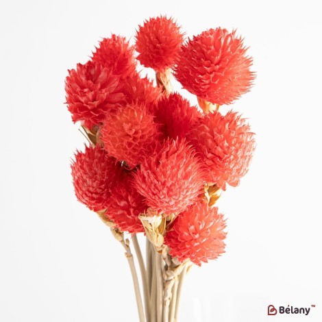 Dried Gomphrena flowers, pink, 25 grams