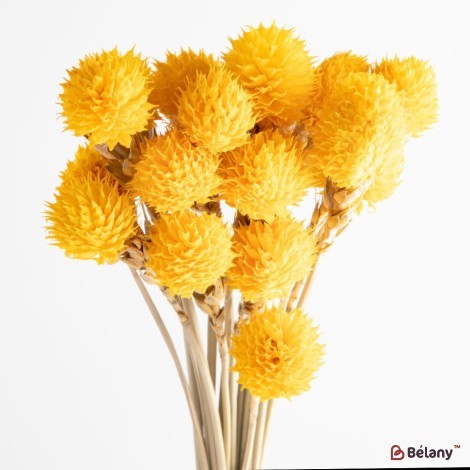 Dried Gomphrena flowers, yellow, 25 grams
