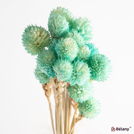 Dried Gomphrena flowers, mint, 25 grams