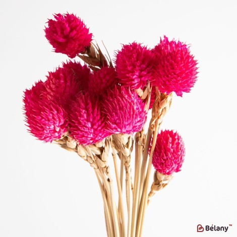 Dried Gomphrena flowers, raspberry, 25 grams