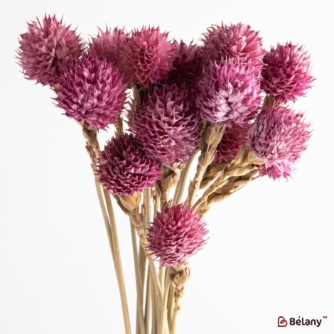 Flori uscate gomphrena, liliac, 25 grame