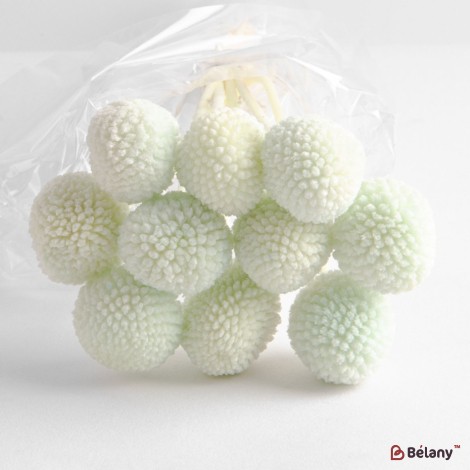 Dried flowers craspedia, green, 10 heads, 65 grams