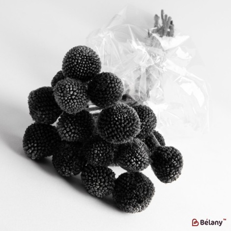 Dried flowers craspedia, black, 20 heads, 55 grams