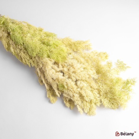 Dried asparagus flowers, yellow, 65 grams